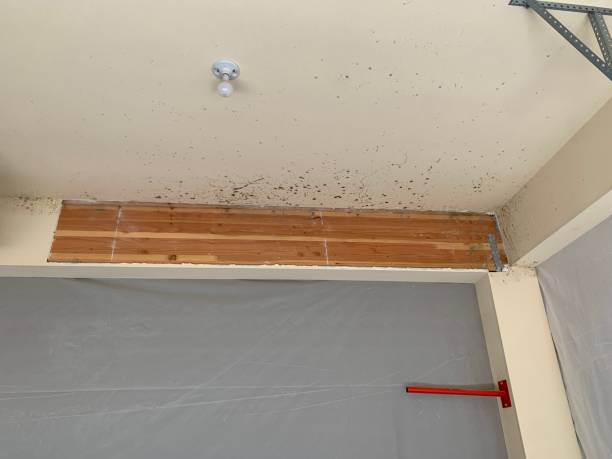 Best Water Damage & Mold Remediation  in Blooming Prairie, MN