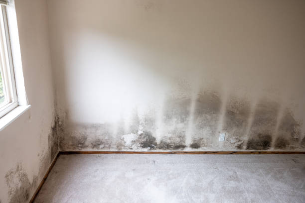 Best Asbestos and Lead Testing During Mold Inspection  in Blooming Prairie, MN