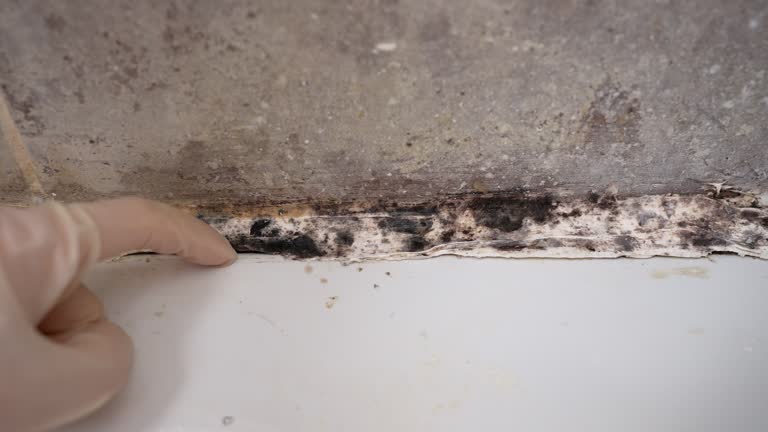 Best Residential Mold Inspection & Testing  in Blooming Prairie, MN